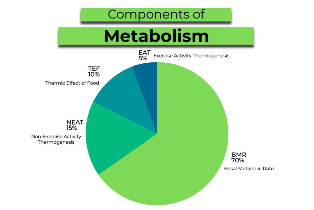 Components of metabolism Lida Green